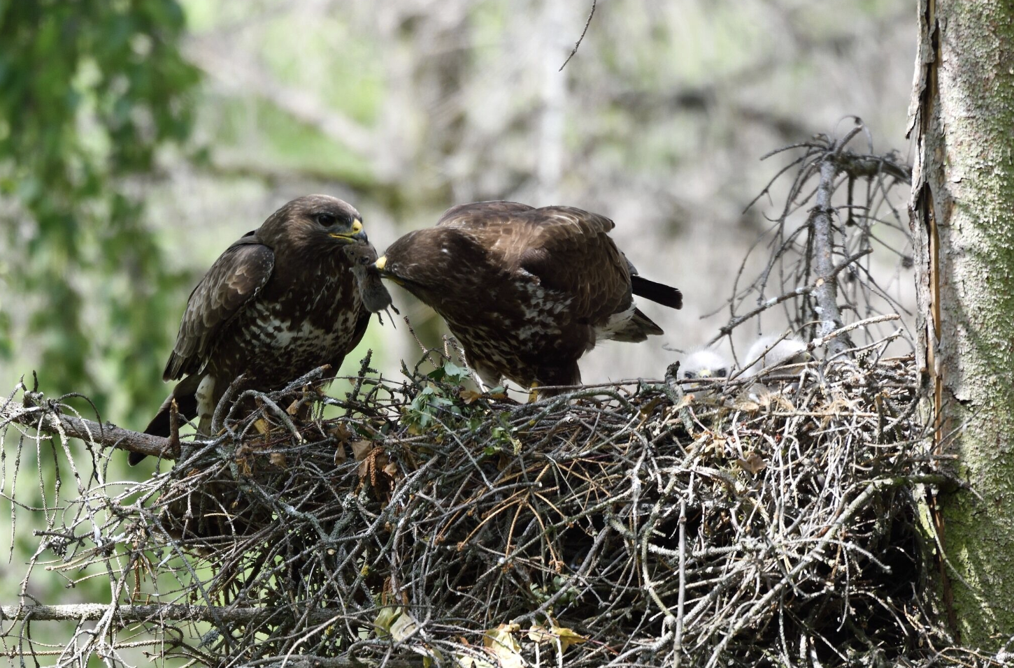 Modernizace klíčové platformy pro výzkum ptactva v Česku